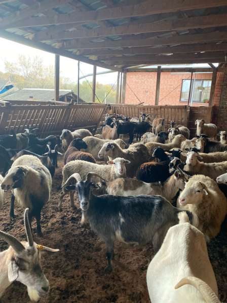 Домашние животные в Нефтегорске