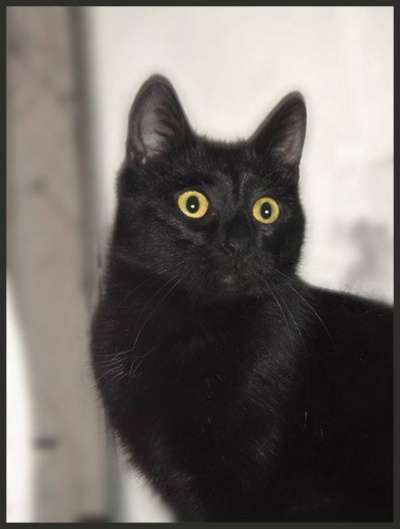 Отдам даром Девочка-шилопопик Бонита