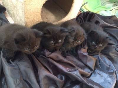 Продаются котята породы флэпп!