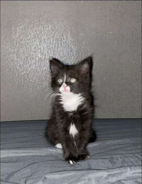 Котенок мальчик