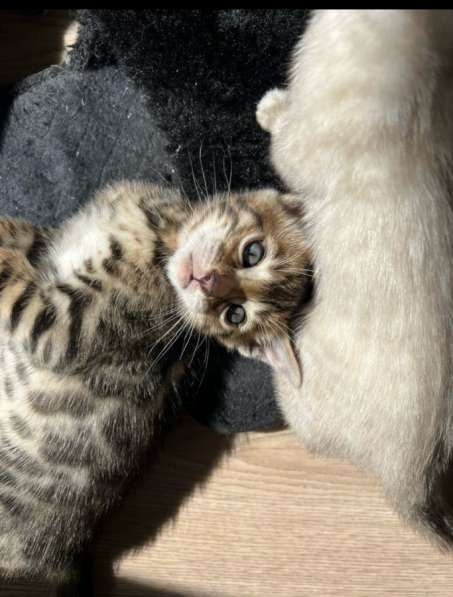 Кошечки бенгальские 2 месяца
