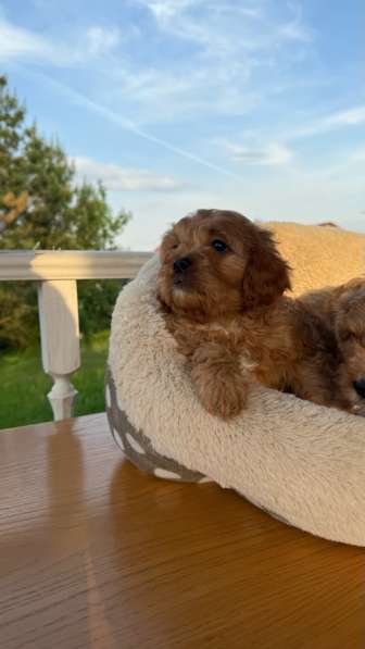 Кавапу ф1 в Москве