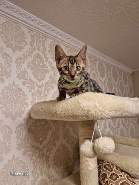 Чистокровные Бенгальские котята в 