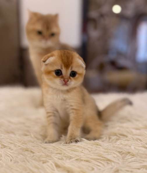 Шотландские котята в Москве фото 4