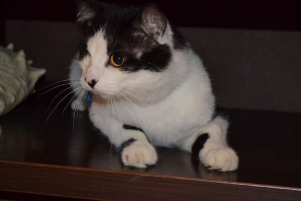 Бойкий мурлыка Анатолий ищет дом