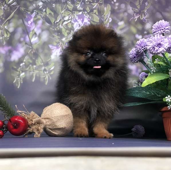 Мини мишка топтышка мальчик в Москве фото 3