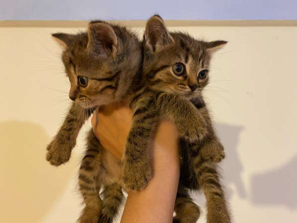 Британские котята в Жуковском фото 3