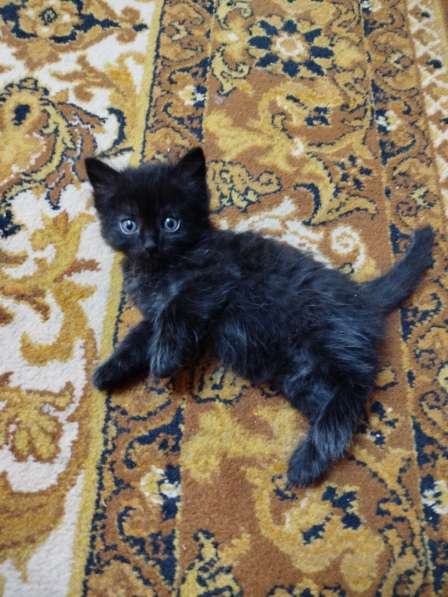 Котята в добрые руки в фото 15