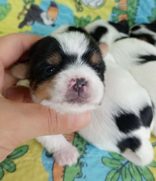 Красивые бивер йорки в Турции