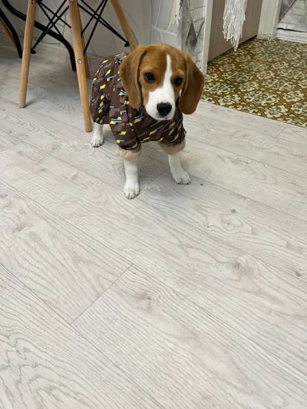 Щенок Бигль в Челябинске фото 5