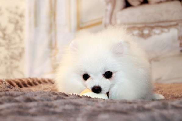 Щенки померанского шпица в Москве