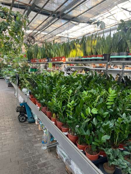 Пересадка комнатных растений в Краснодаре