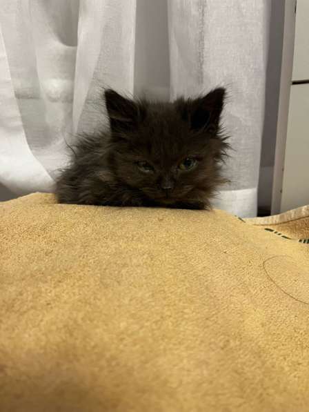 Отдам котенка в Нефтекамске