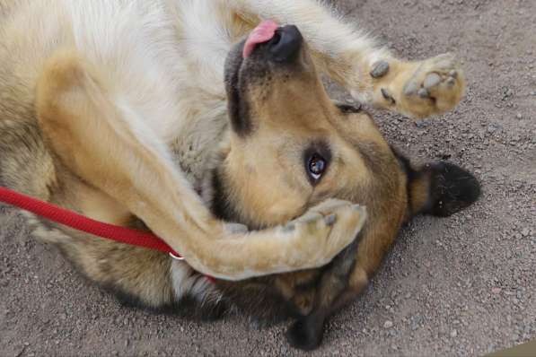 Добрый, домашний молодой пёс Арчи ищет дом в Санкт-Петербурге