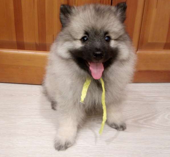 Щенок кеесхонда/вольфшпица в Екатеринбурге фото 6