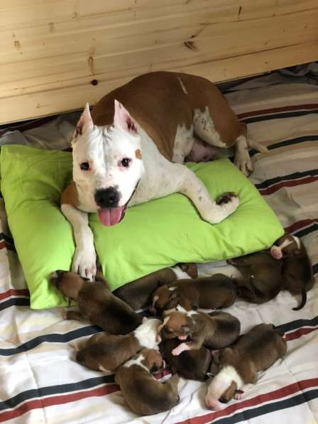 Щенки Американского Стаффордширского терьера в Санкт-Петербурге фото 11