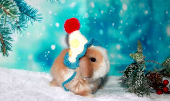 Продажа вислоухих мини-крольчат на новый год в Москве фото 8