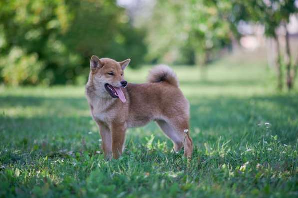 Сиба-ину в Бийске фото 3