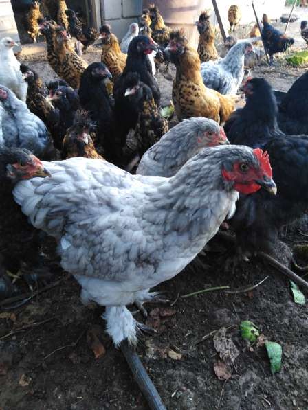 Павловские золотые и кохинхины в Зарайске фото 26