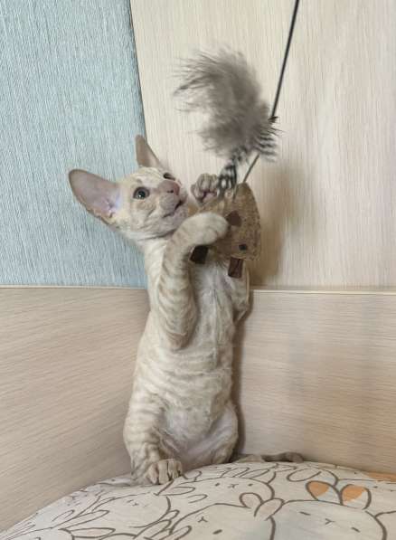 Корниш рекс в Москве фото 17