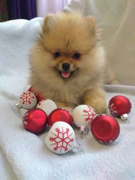 Пушистое счастье в Санкт-Петербурге фото 3