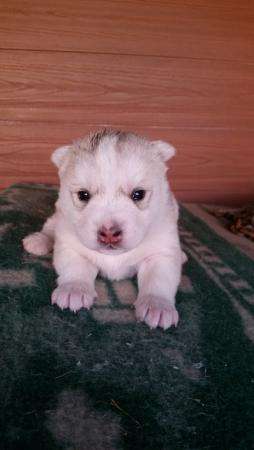 щенков сибирских хаски в Москве