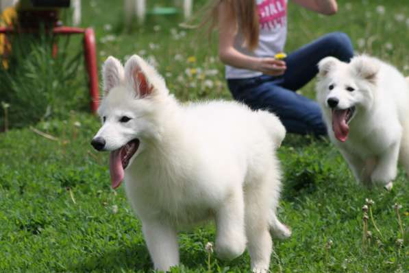Щенки БШО в Москве фото 3
