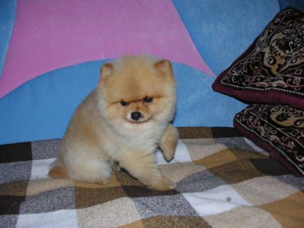 Щенки шпица померанца чёрные девочки в Москве фото 3