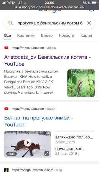 Бенгальские котята в Хабаровске