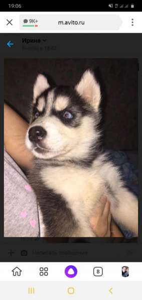 Хаски в Краснодаре фото 3