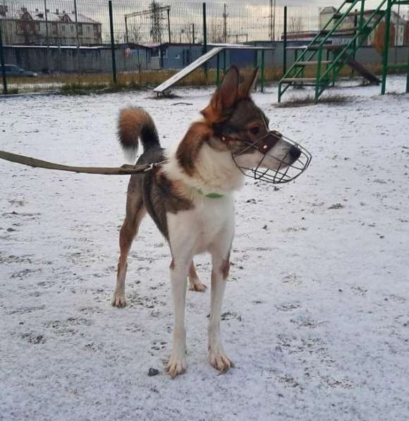 Небольшой симпатичный пёс ищет дом в Санкт-Петербурге фото 7