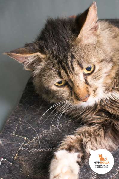 Почему Рекс решил уйти из шоу-бизнеса в Москве