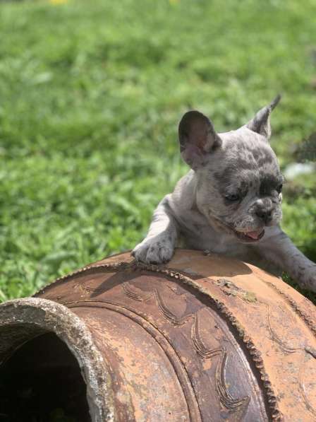 French bulldog в фото 17