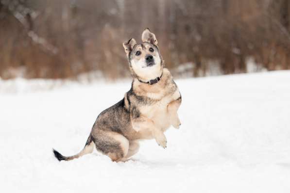 Милый оптимист Джек ищет дом в Москве фото 25