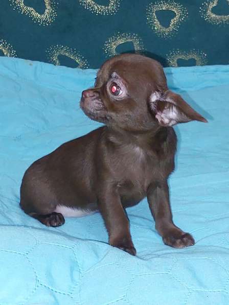 Чихуахуа. Chocolate. Мини в фото 3