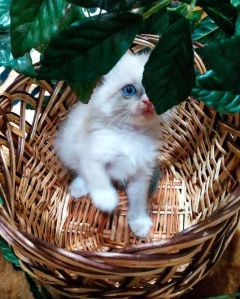 Котенок котик Невская маскарадная в 