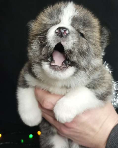 Male akita-inu в фото 3