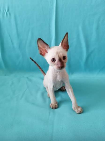 Котята Корниш рекс из питомника в Москве фото 6