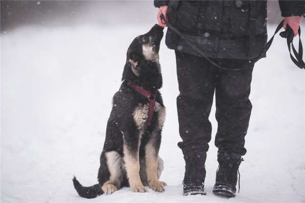 Добрый парень Роберт в добрые руки в Москве фото 12
