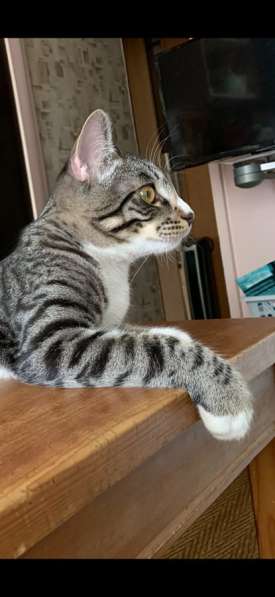 Котёнку мальчику нужен дом и семья в Домодедове фото 11