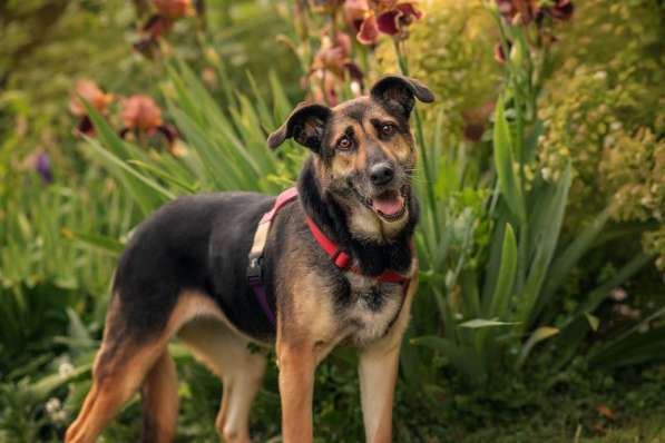 Ласка - дружелюбная, совершенно неконфликтная мудрая собака в Москве фото 15