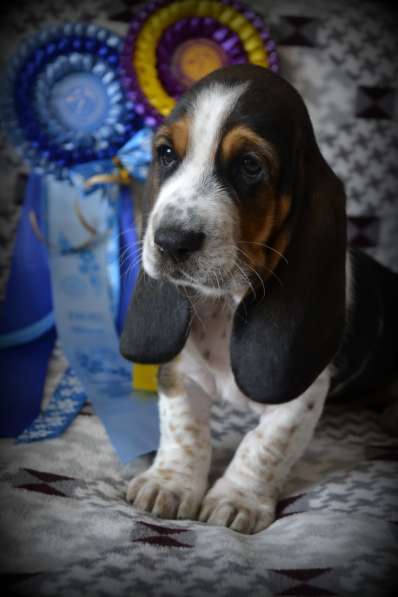 Щенки Бассет-хаунд в Армавире фото 31