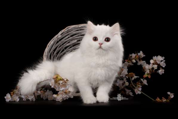 Scottish Pride в Санкт-Петербурге фото 8