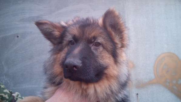 Щенок немецкой овчарки девочка с родословной в Симферополе фото 8