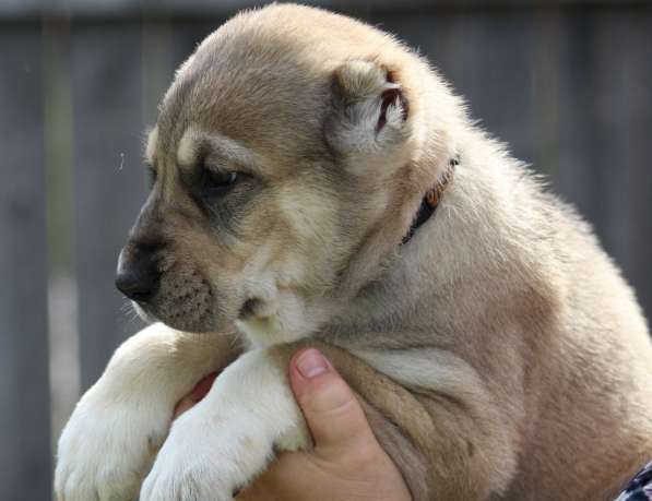Высокопородные щенки САО (Алабай) в Краснодаре фото 12