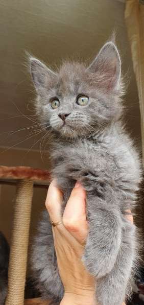 Котята Мейн-кун в Санкт-Петербурге фото 4