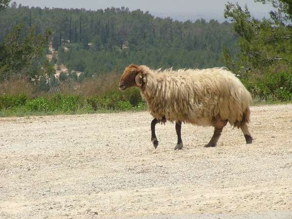 Племенные овцы Авасси (Скот из Европы класса Элита) в фото 3