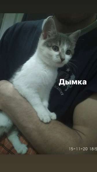 Котята в дар в Дзержинске