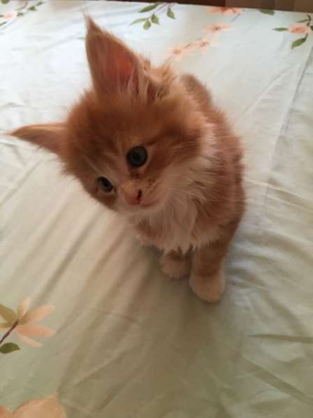 Хотите настоящего кота Мейн-кун!!!! в Москве фото 6