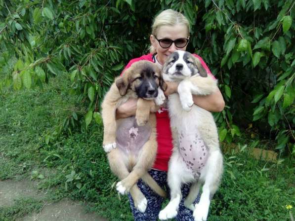 Щенки алабая(среднеазиатская овчарка) продажа в Судаке фото 9